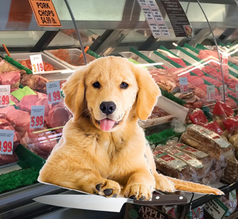 Where have all the cats gone?