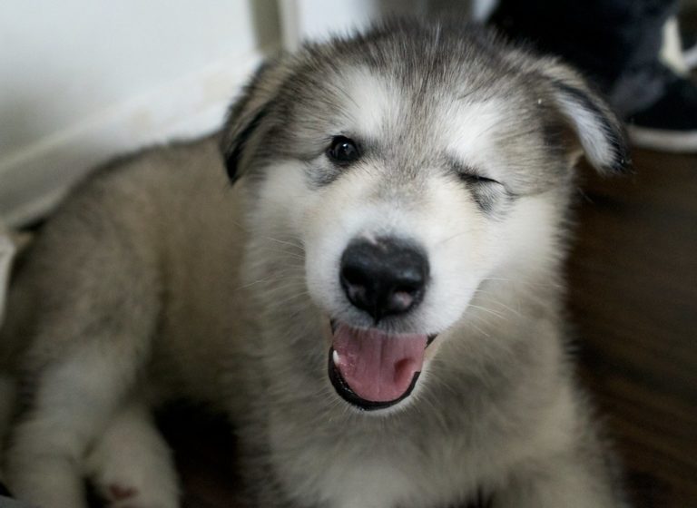 SB950 brings to light the important issue of pet sales