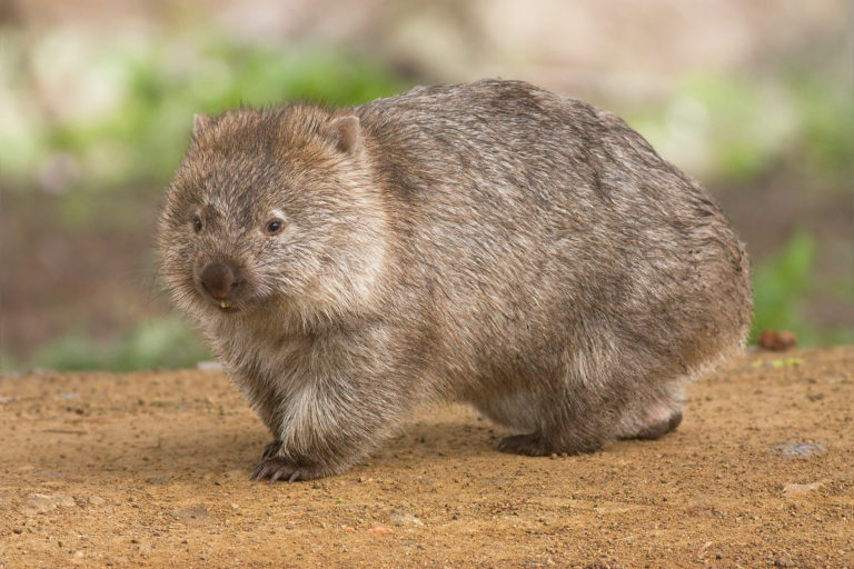 Australian wildfires devastate wildlife, unclear if new rain will help