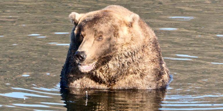 Brown Bear Otis awarded Fat Bear Week Champion 2021