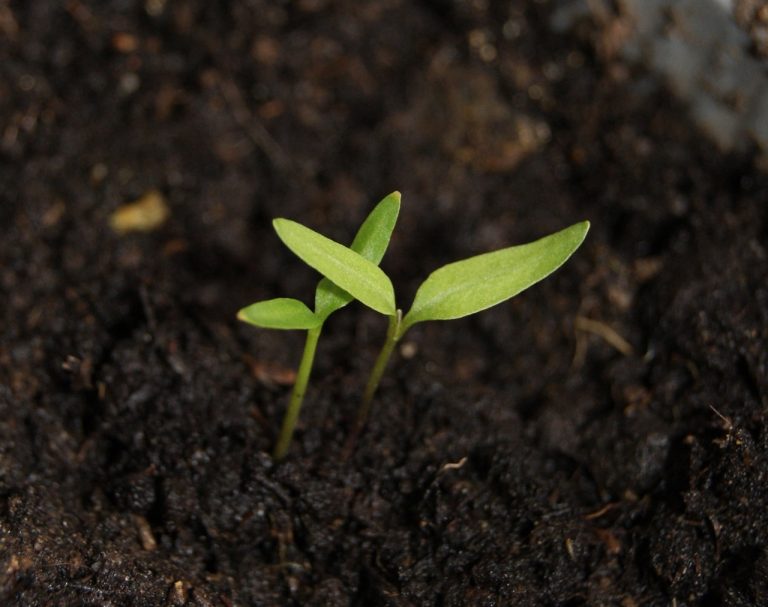 Human composting gains traction in the U.S.