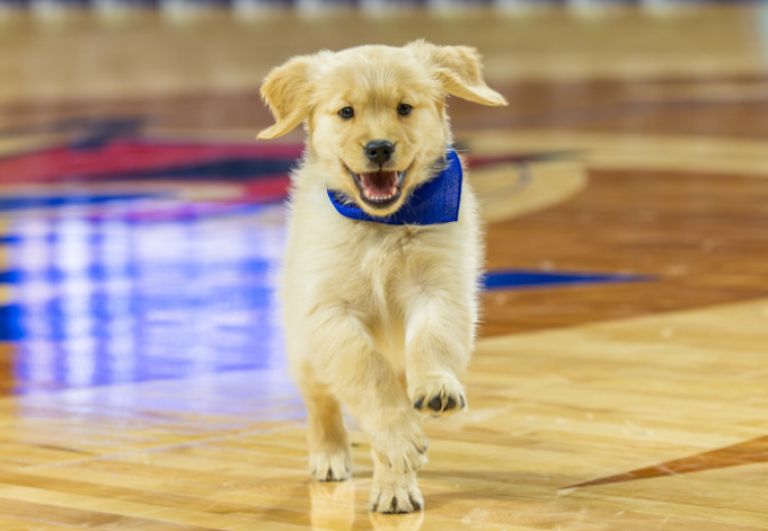 Goldie is here at last